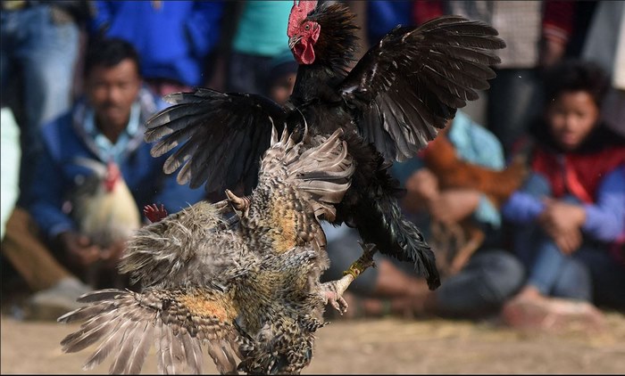 Overview of online cockfighting betting