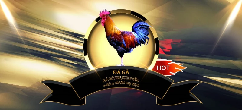 Note when playing the cockfighting app to enhance the experience
