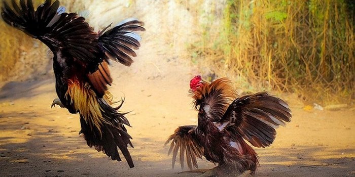 Forms of betting in cockfighting
