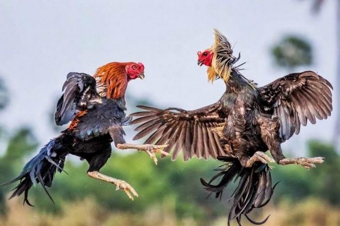 How to bet on cockfighting and get big bonuses